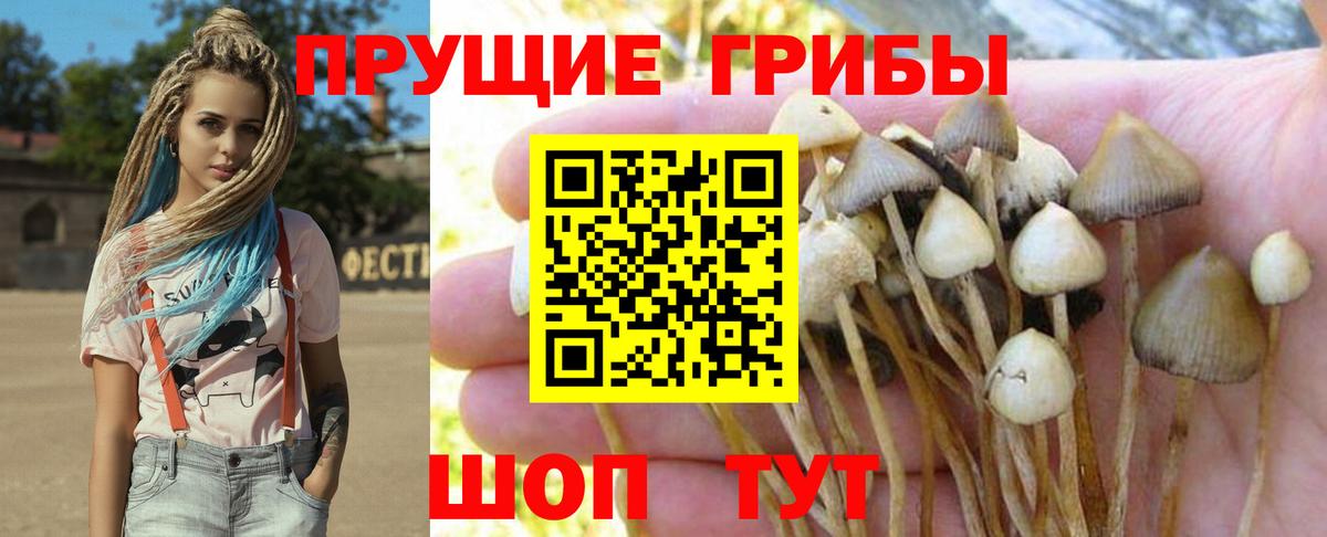 Галлюциногенные грибы Psilocybe Нижнеудинск